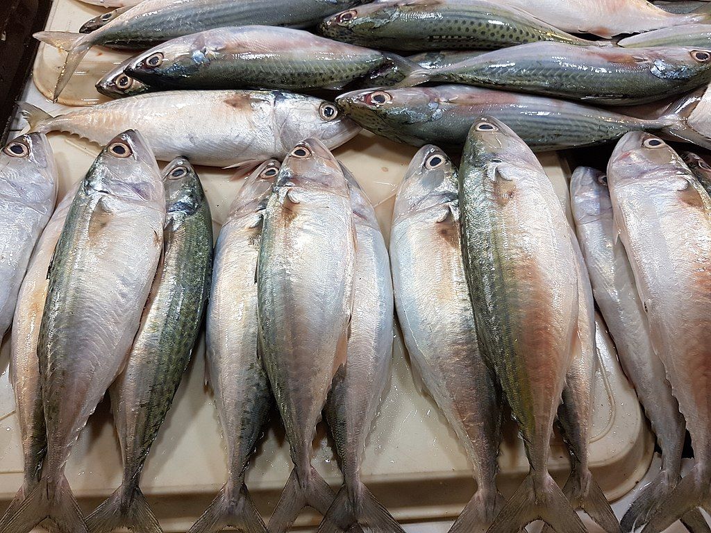 Manfaat Konsumsi Ikan Salmon untuk Kesehatan